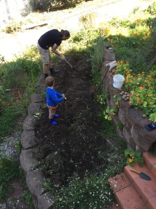 Planting the potatoes in a trench
