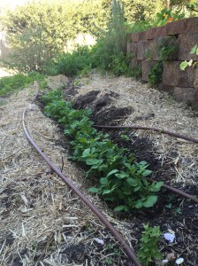 Potatoes shooting out the trench