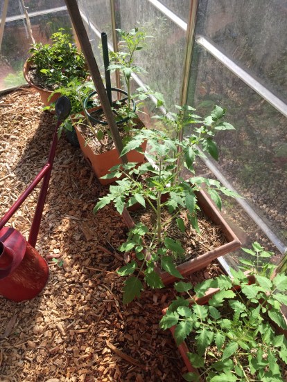 Greenhouse tomatoes
