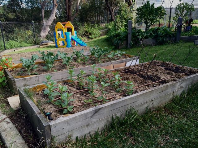 Broad beans and broccoli