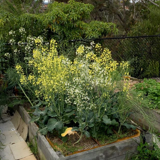 Flowering broccoli