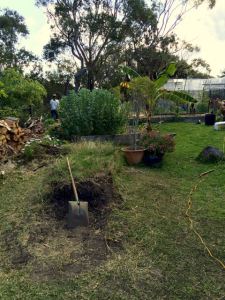 Digging away at the old soil 