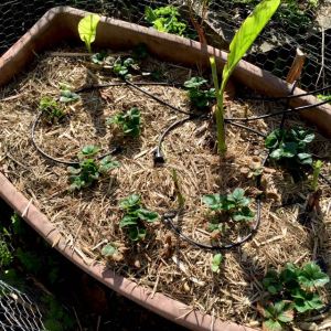 Strawberry runners, now protected from the birds