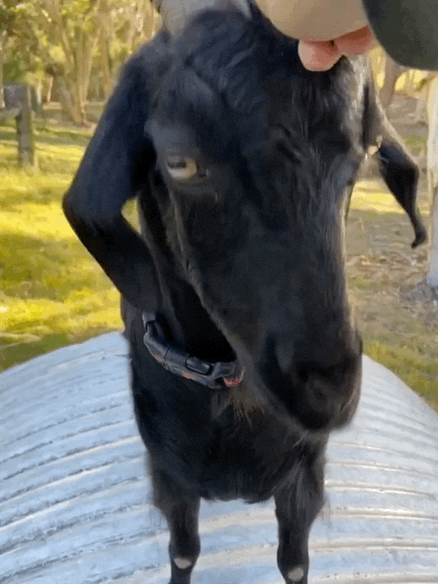 Looping gif of Scarlet scratching between her horns using my husband's knuckle as a scratching post.