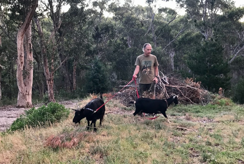 Stephen walking two goats, each on a lead