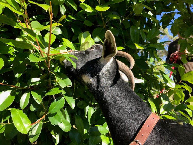 Keira eating a hedge whilst walking on a lead