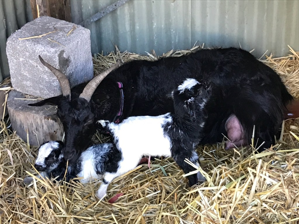 Scarlet licks her brand new kids