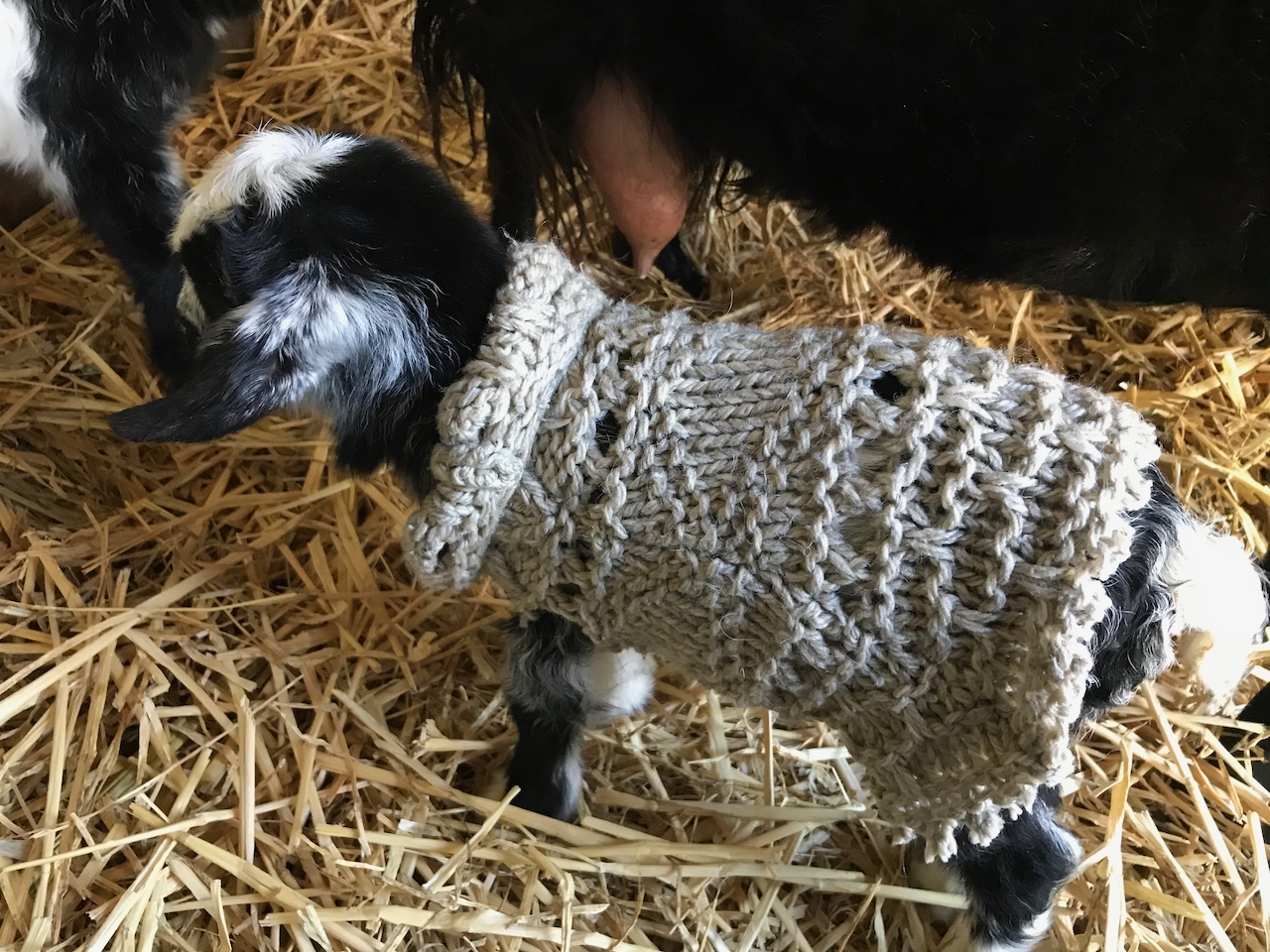 Baby goat wearing a knitted jumper