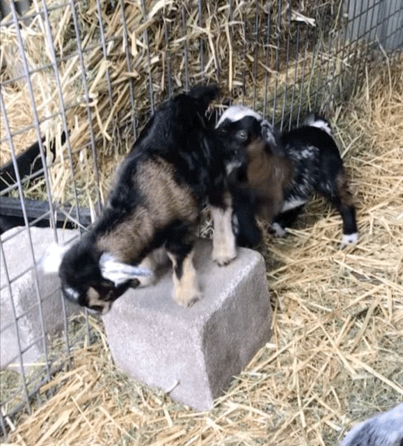 Baby goats climbing and jumping on a block