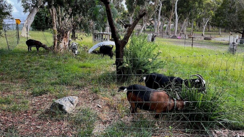 Goats grazing in a green field with shrubs